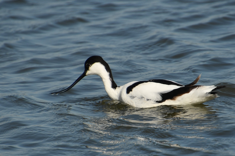 Avocette �l�gante