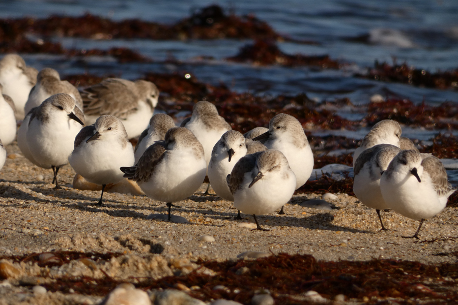 B�casseau sanderling