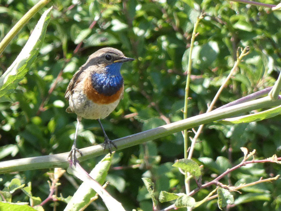 Gorgebleue � miroir