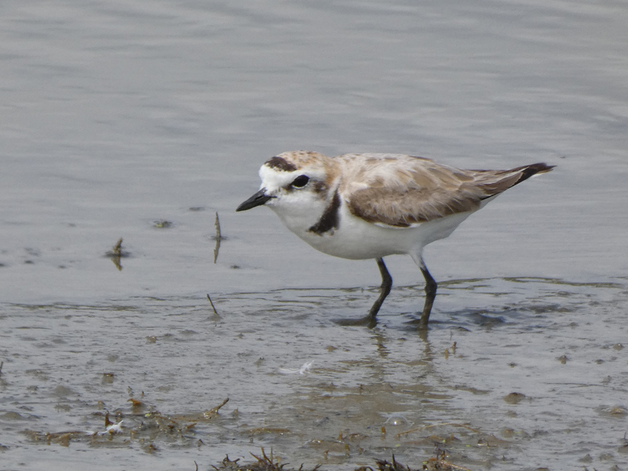 Gravelot � collier interrompu