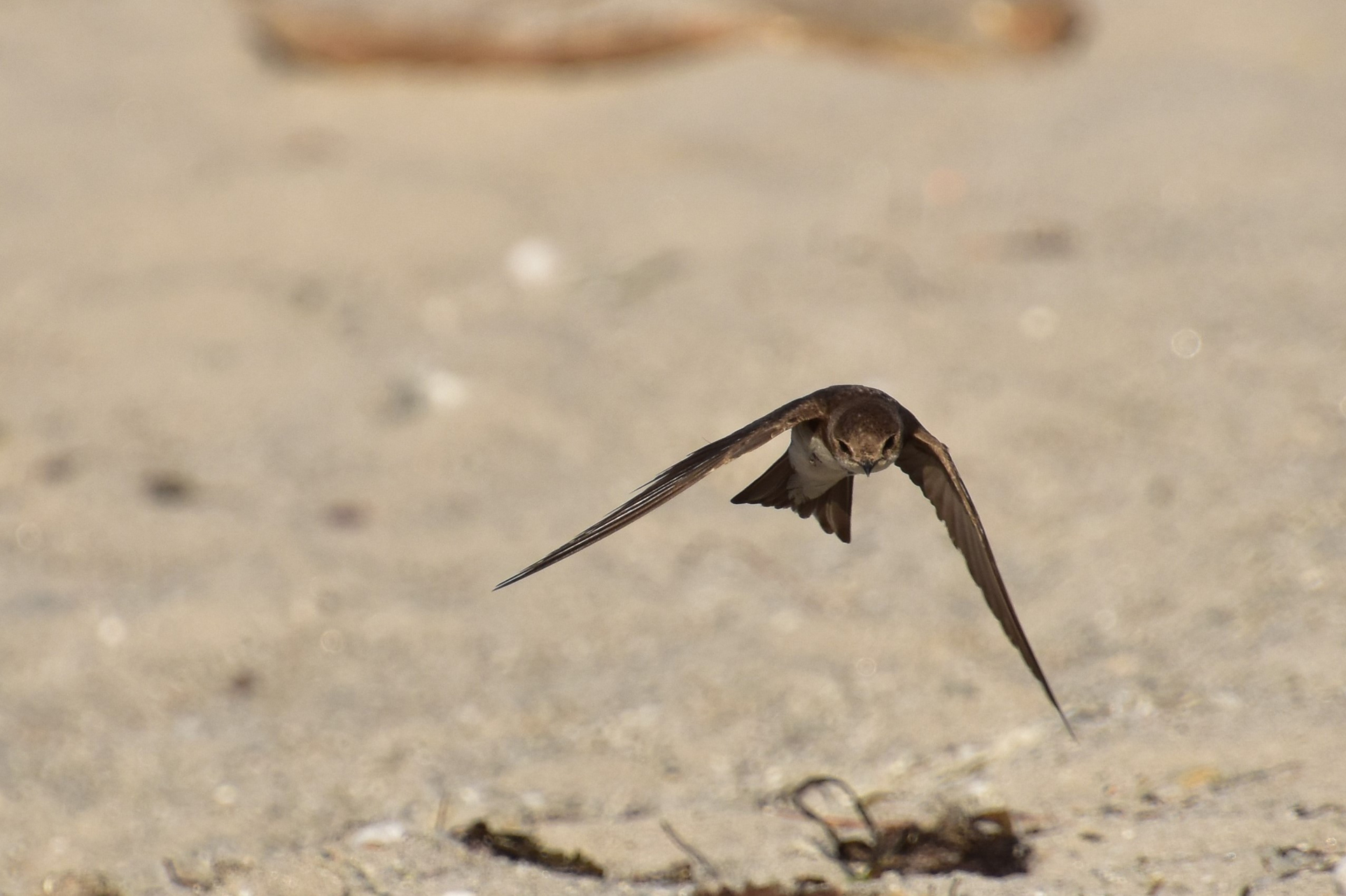 Hirondelle de rivage