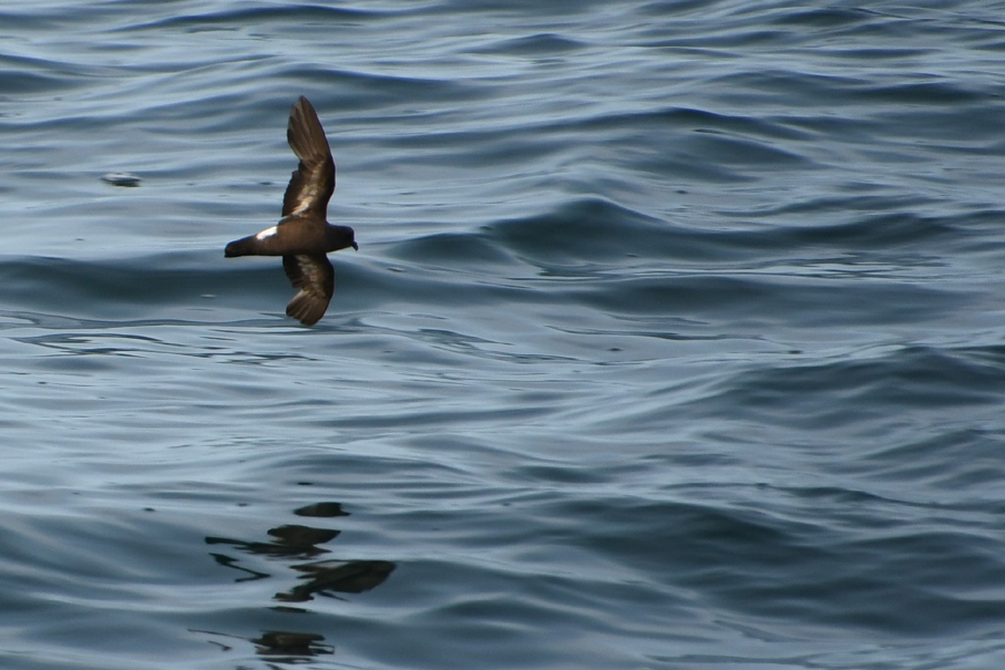 Oc�anite temp�te