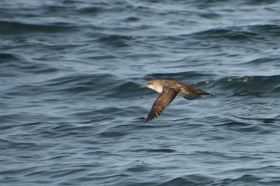 Puffin des Bal�ares