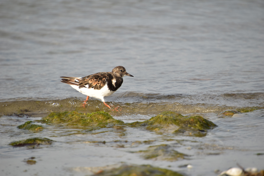 Tournepierre � collier