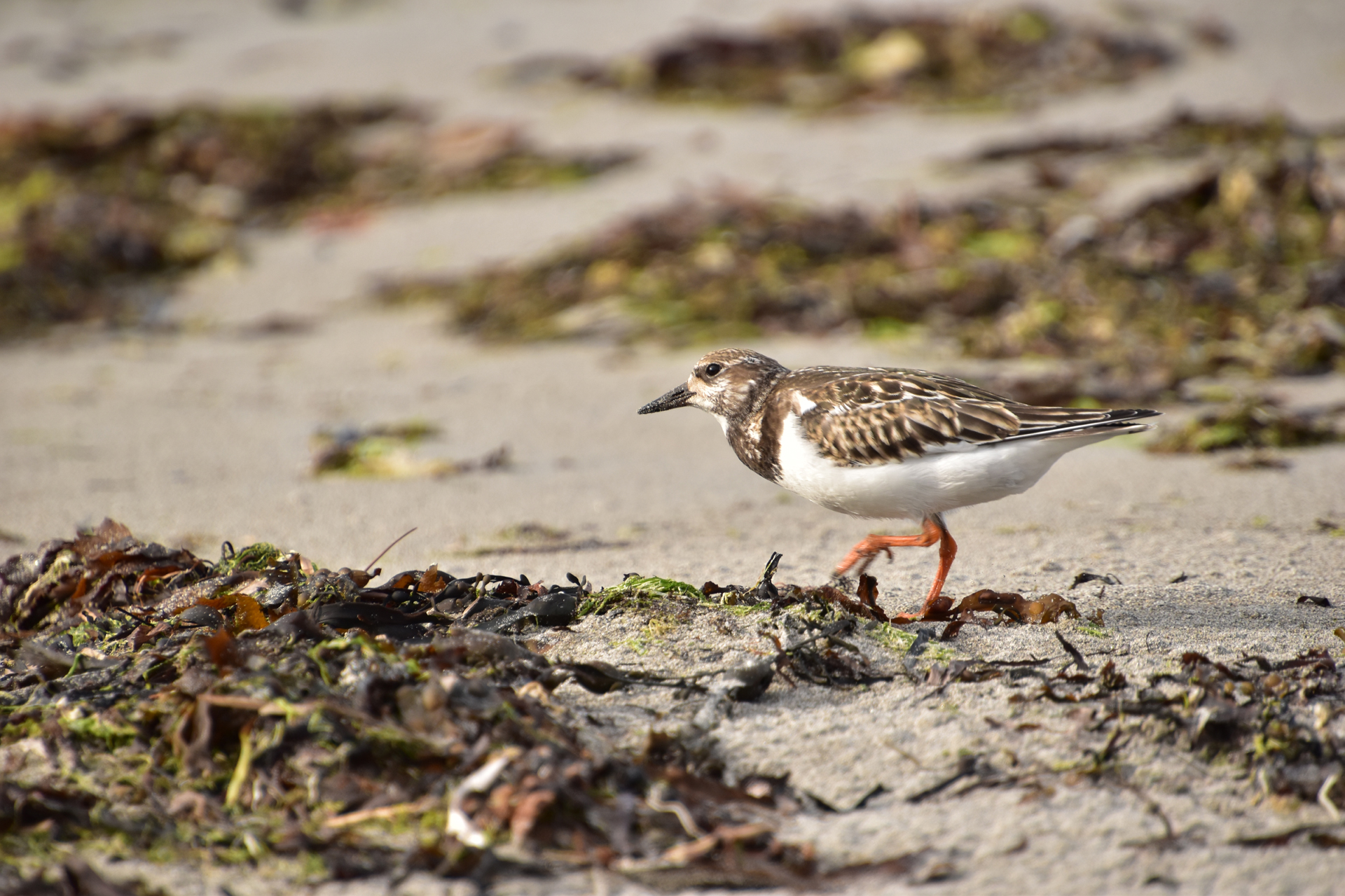 Tournepierre � collier